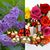 Lilac Rose's profile image