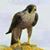Jawed Ahmad Niek's profile image