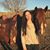 Madeleine Peterson's profile image