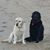 Eleanor Russell Bell's profile image