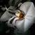 Cori Chartier's profile image