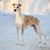 Jeffrey A. Winton's profile image