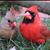 Barb J. Spellman Griffin's profile image