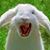 Gaunt Angel's profile image