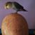 Matté Baxendell's profile image