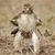 Lori Paulsen's profile image