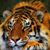 Lisa Forristall's profile image