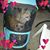 Denise Mainello Allen's profile image