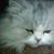 Sandra F Kinzer's profile image