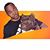 Battle Tested Bully's's profile image