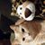 Sherry Lee Suranie's profile image