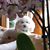 Donna Marie Menkello's profile image