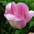 Nena Zeiders's profile image