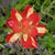 Dottie Peterson Liwai's profile image