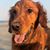 Anjie Jorgensen Olander's profile image