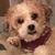 Rosie Rose's profile image
