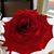 Lynda Krasnick Hayter's profile image