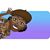 Renee Jones's profile image