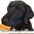 Sarah McFall's profile image