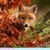 Jo Ann Chrostowski's profile image