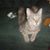 Jodie Jones's profile image