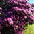 Frances D Ball's profile image