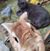 Shelly Thomeczek Pruett's profile image