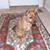 Reni Sue's profile image