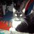 Lorie Arauxo's profile image