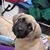Donna Lee Dauphinee's profile image