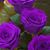 Marcia Diaz's profile image