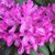 Dennis-Sharon Rhine Grimes's profile image