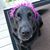 Debbie Houck's profile image