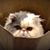 T.D. Halvorsrod's profile image