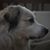 John Pszeniczny's profile image
