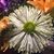 Debbie Potzner's profile image