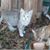 Melody Girard's profile image