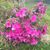 Lori Mellon Scism's profile image