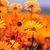 Steff Carlson Venezia's profile image
