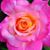 Patricia Lee Campbell's profile image