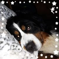 Danita Pasch BerneseLover's profile image