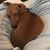 Rebecca Cawley Voisine's profile image