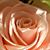 Mariana Medrano's profile image