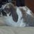 Kennedy Drain's profile image