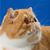 Courtney Lynn Bell's profile image