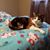 Maryann Vitelli Lacey's profile image
