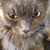 Tammy Eisenberg's profile image