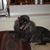 Cappi Lucas's profile image