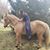 Brittani Biroc's profile image