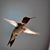 Susan Garrison Roach's profile image